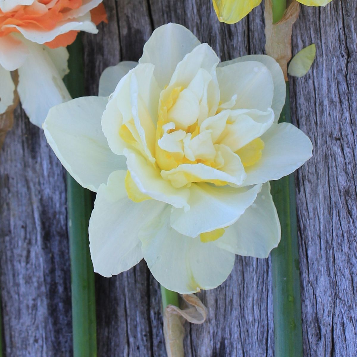 Double Daffodil White Lion Seeds