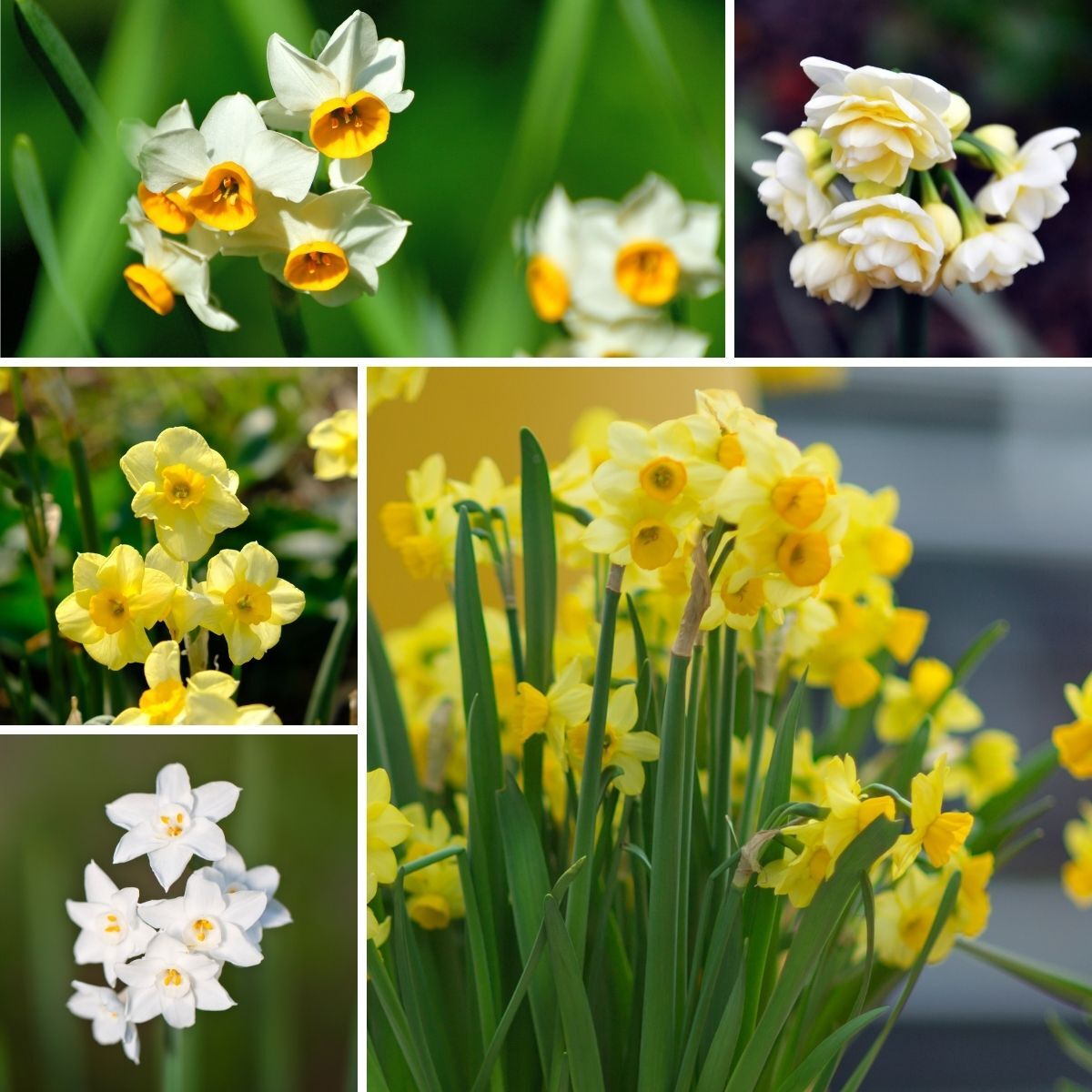 Jonquil Mixed Seeds