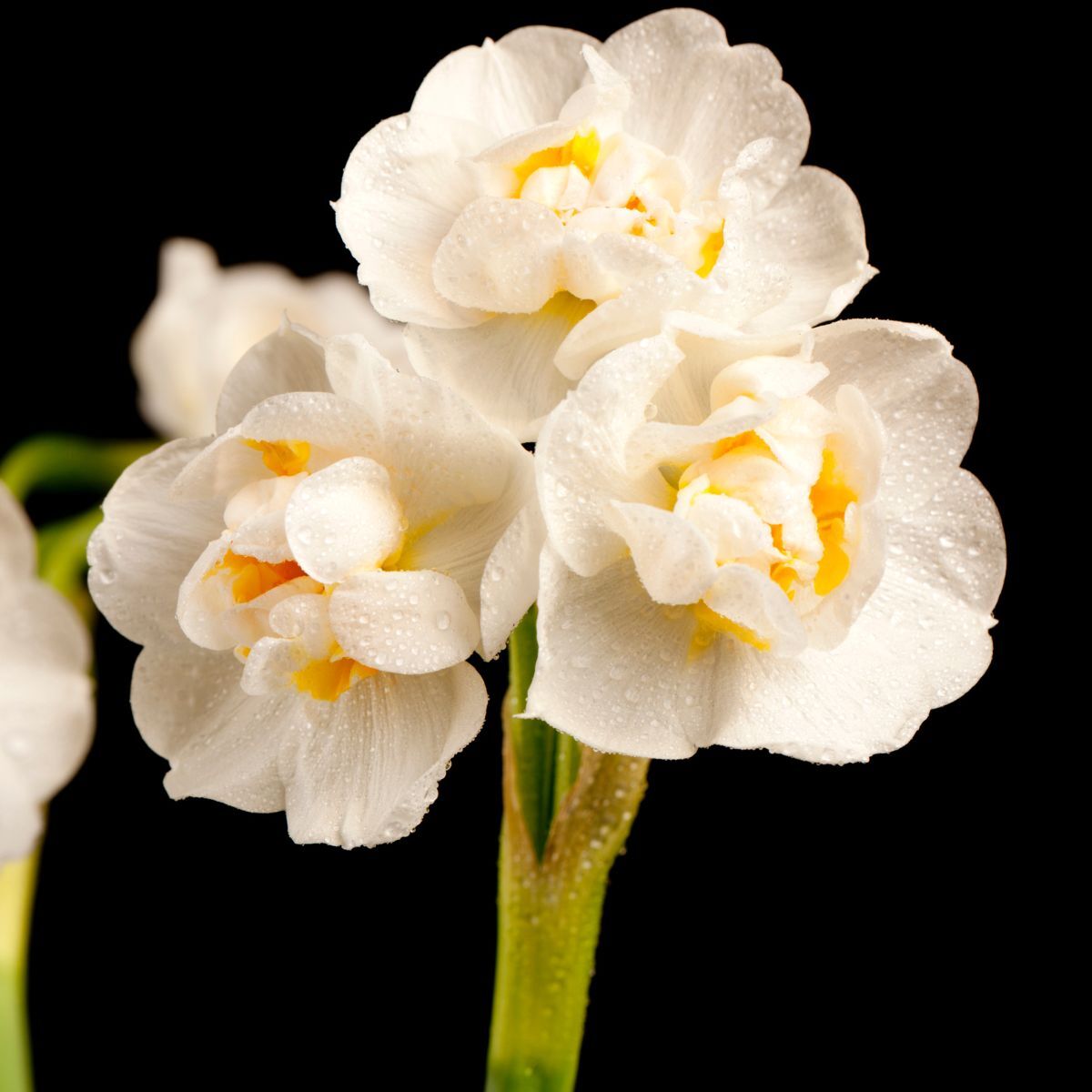 Jonquil Bridal Crown Seeds