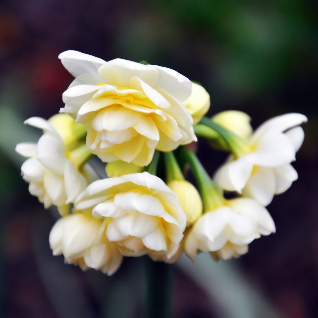 Jonquil Erlicheer Seeds