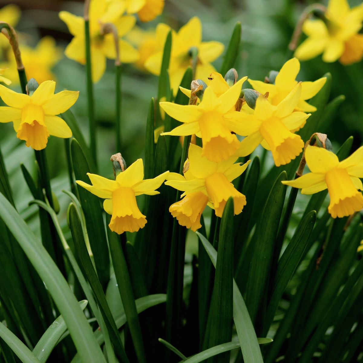 Miniature Daffodil Tete a Tete Seeds