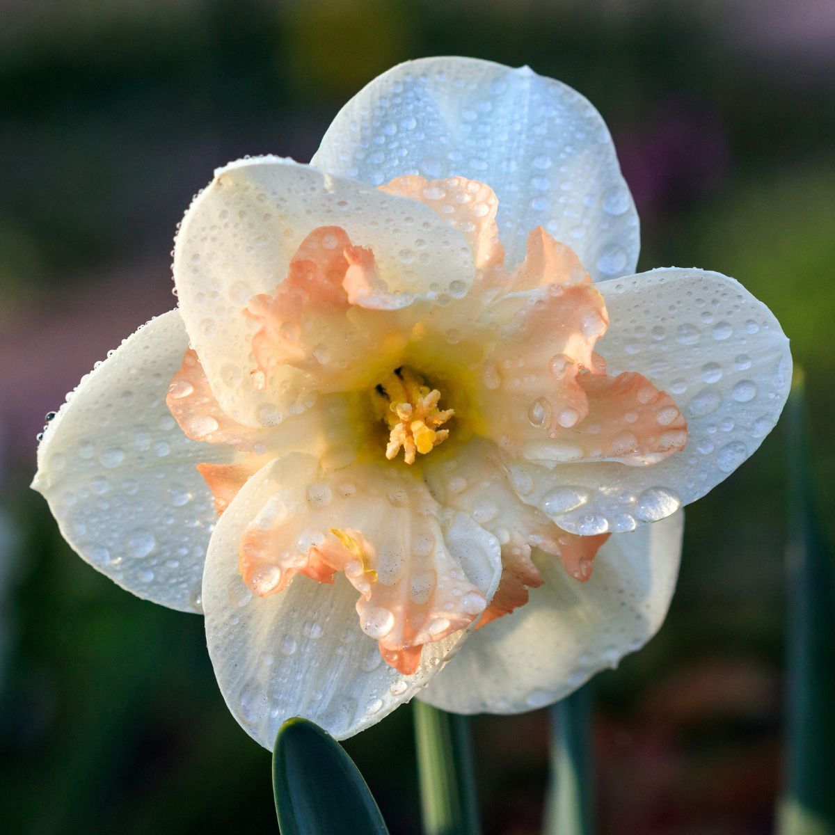 Butterfly Daffodil Changing Colours Seeds