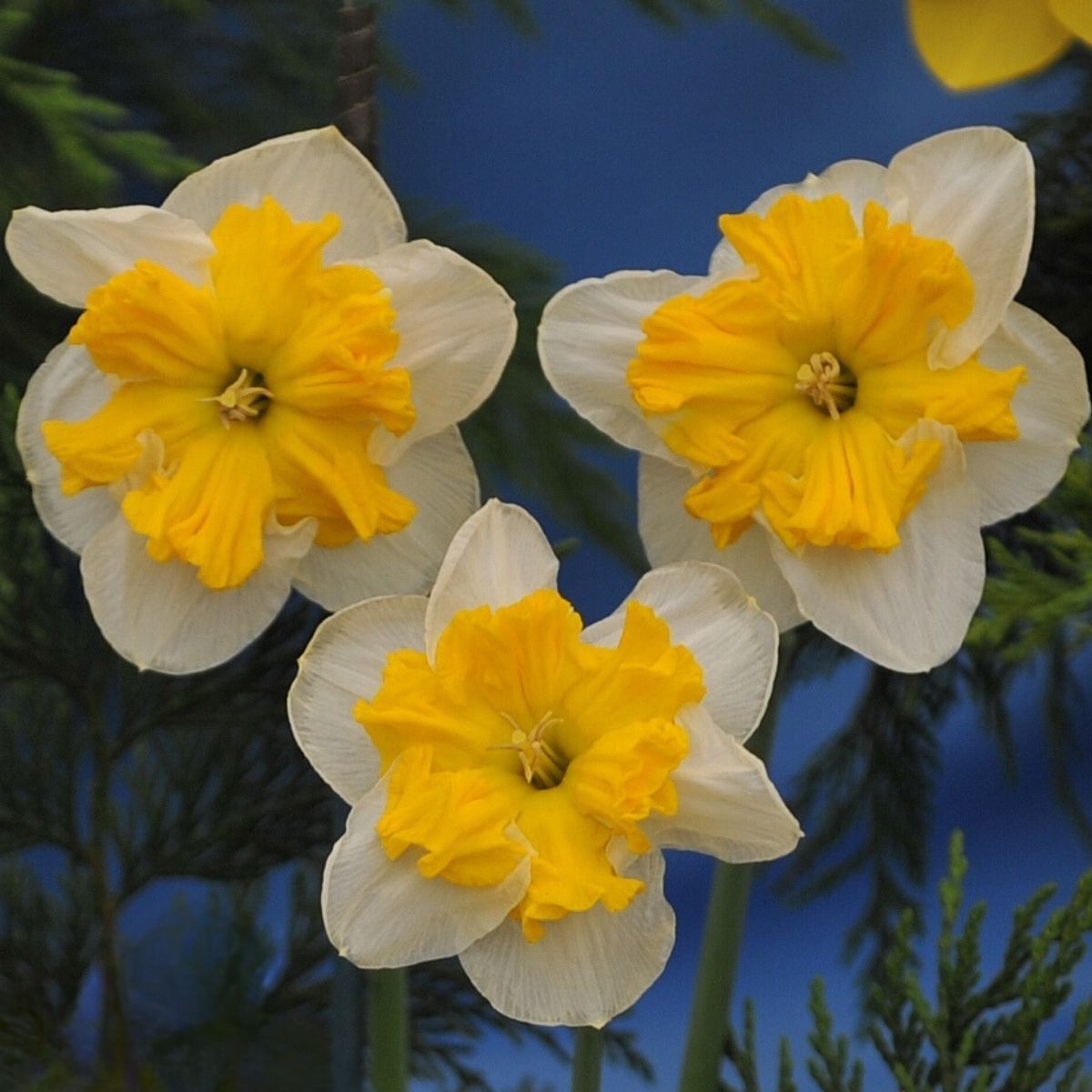 Butterfly Daffodil Pick Up Seeds