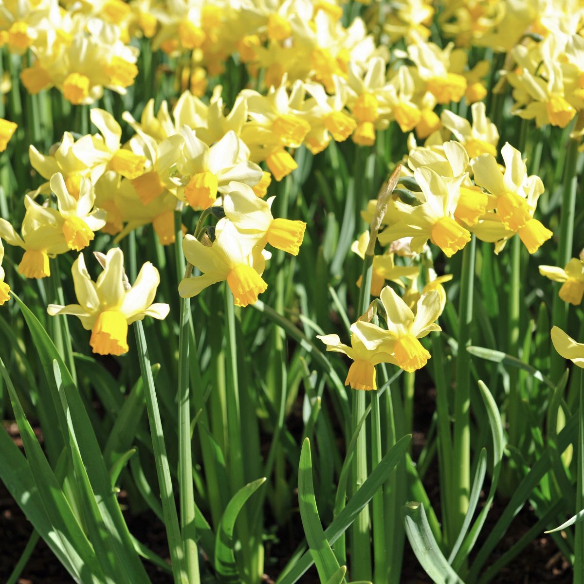 Miniature Daffodil Spring Sunshine Seeds