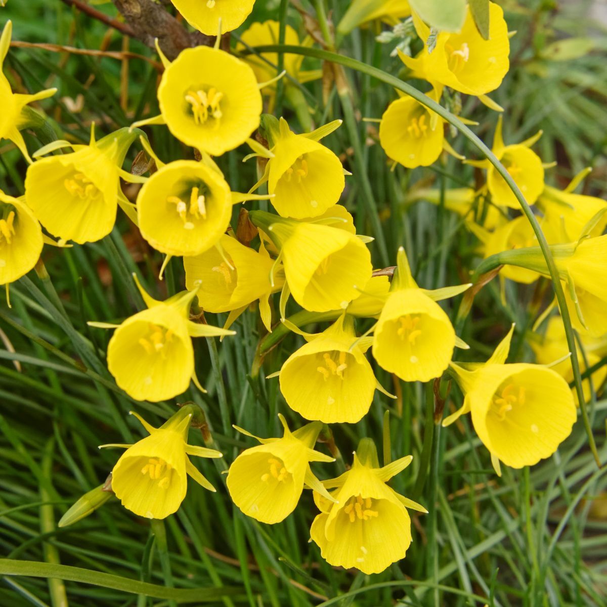 Miniature Daffodil Hoop Petticoat Golden Seeds