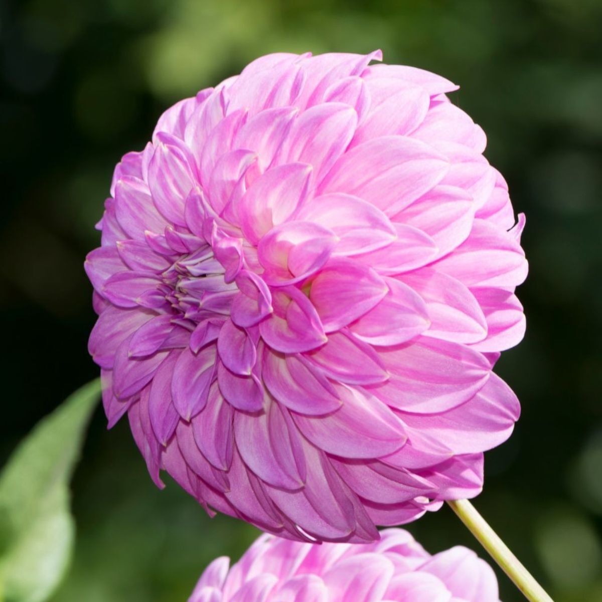 Dahlia Bracken Sequel Seeds