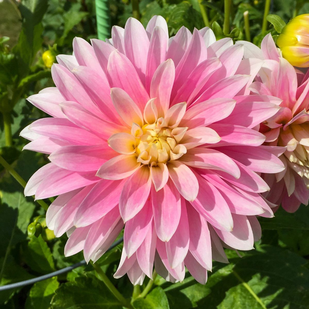 Dahlia Alloway Candy Seeds