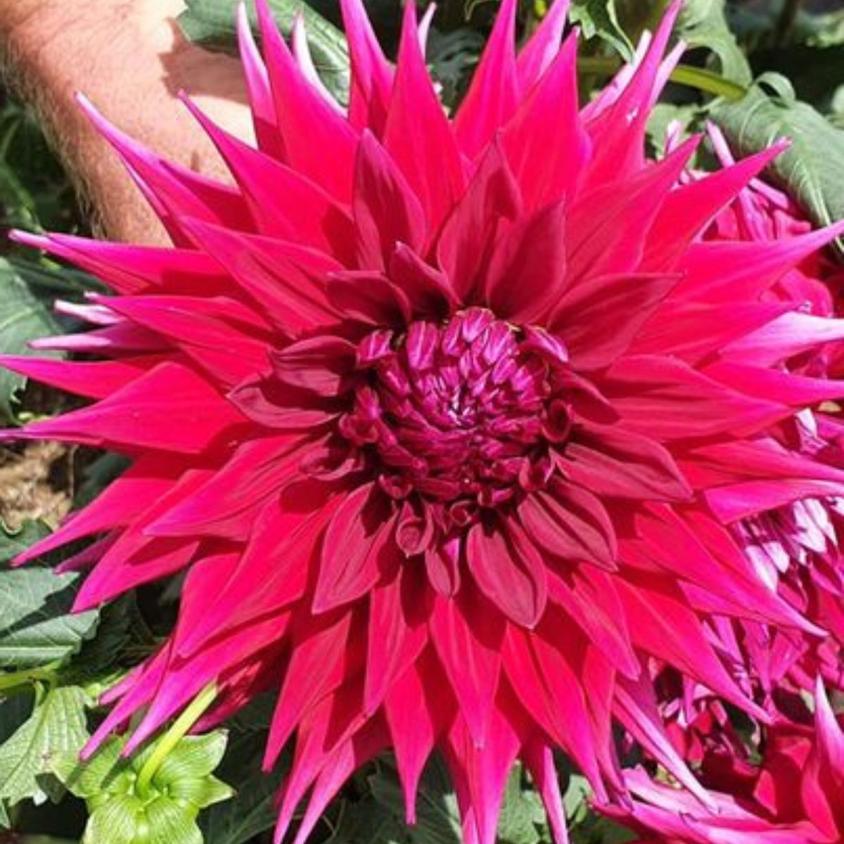 Dahlia Winkie Bombadier Seeds