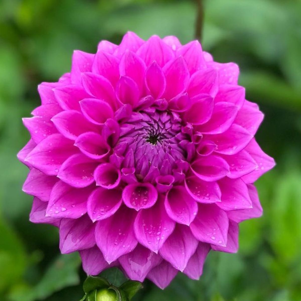 Dahlia Winkie Cavalier Seeds