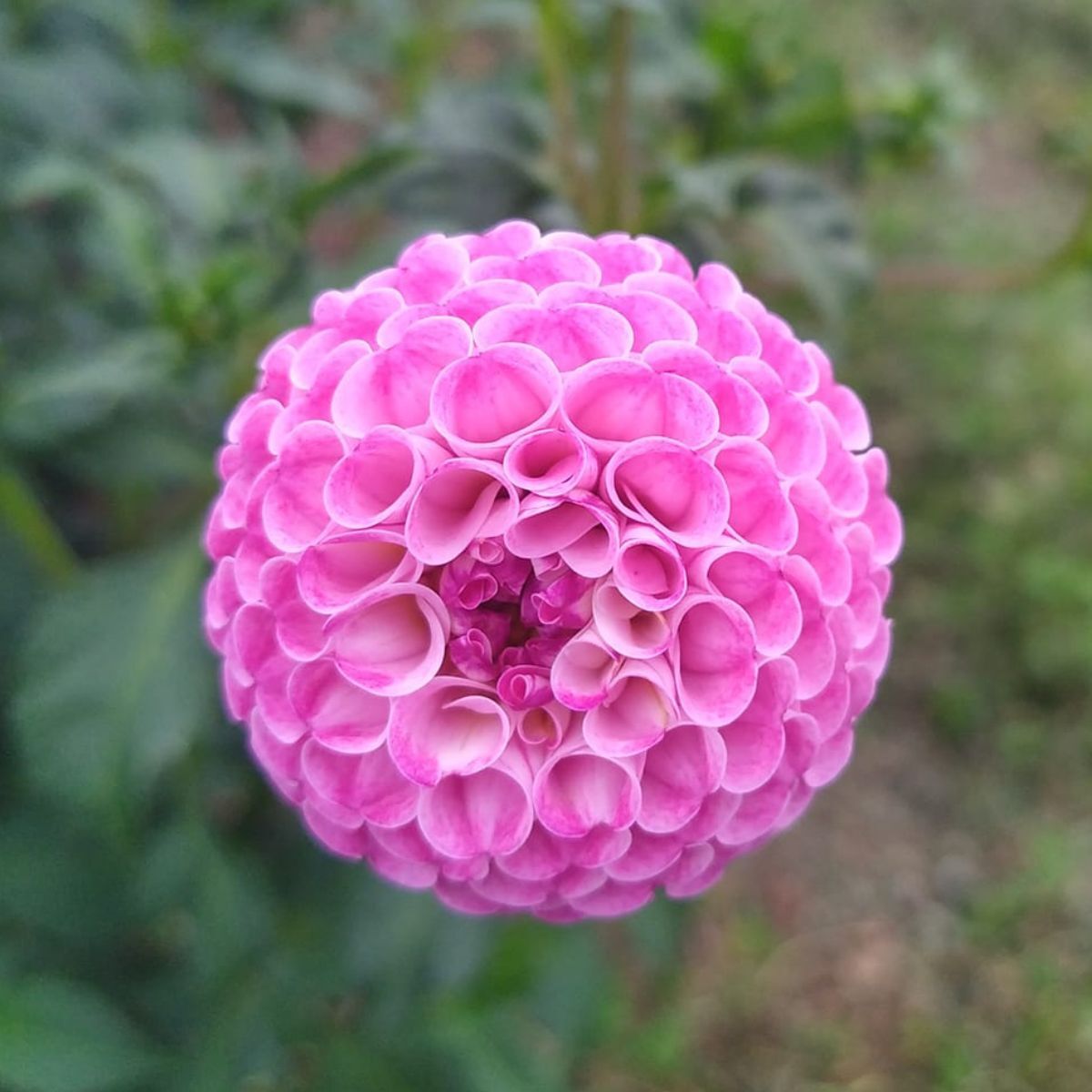 Dahlia Frank Holmes Seeds