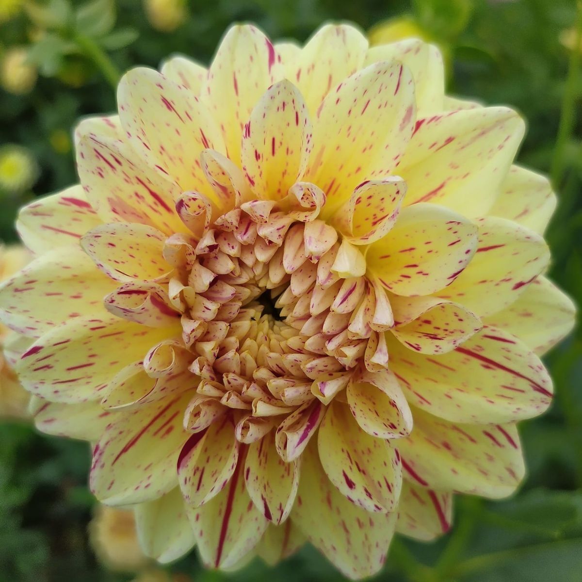 Dahlia Freckles Seeds