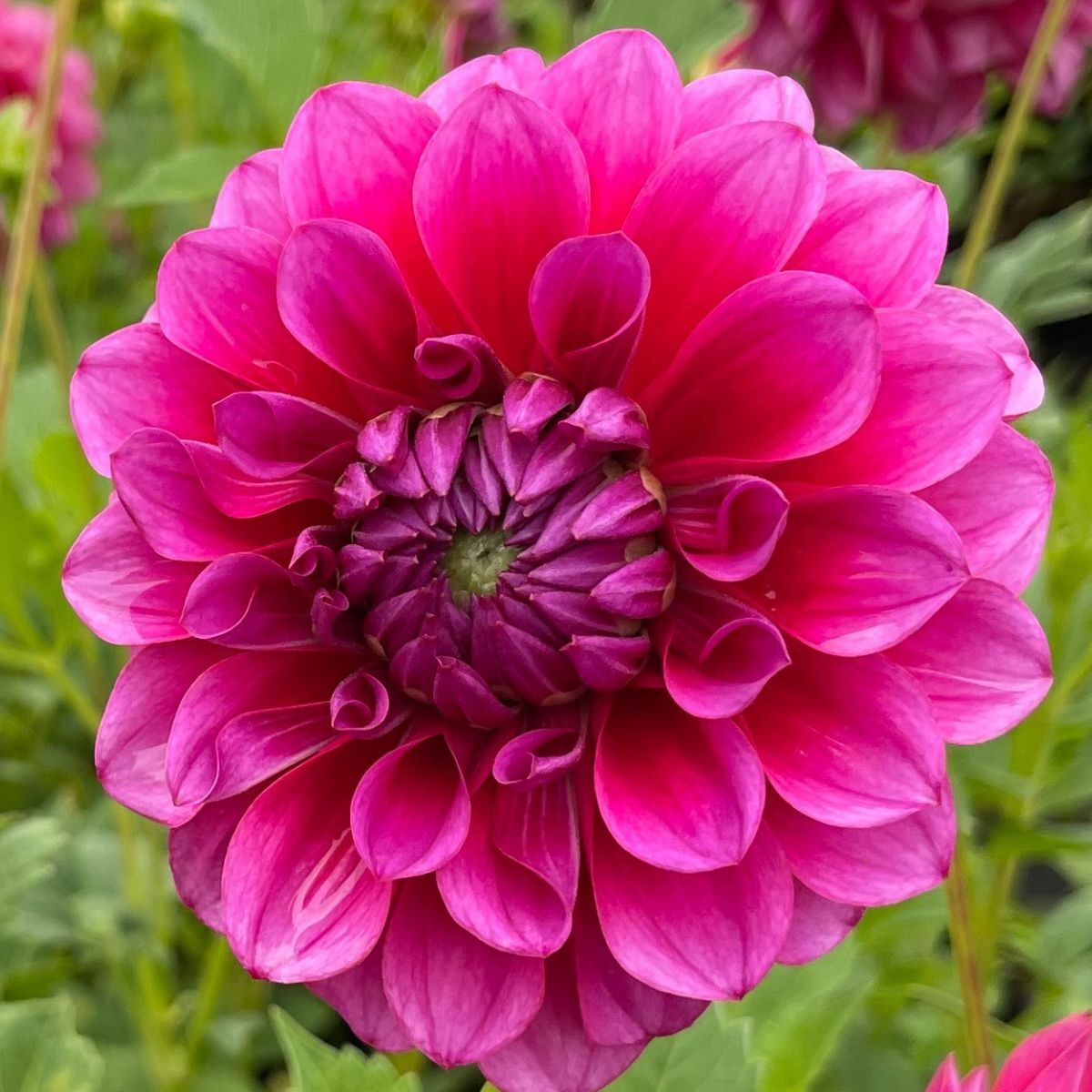 Dahlia Gelati Seeds