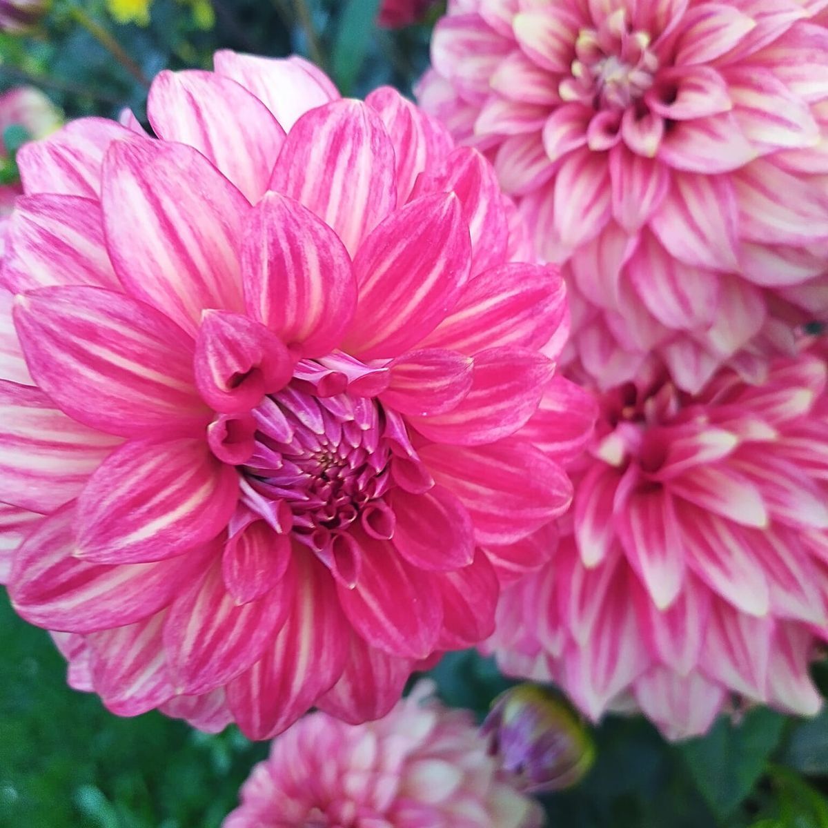 Dahlia Glenmarc Rufus Seeds