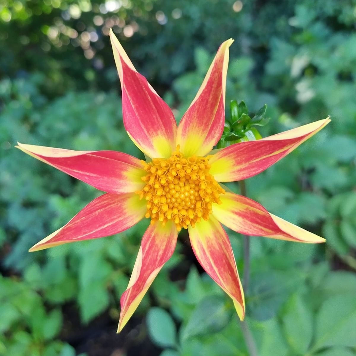 Dahlia Golden Sunset Seeds