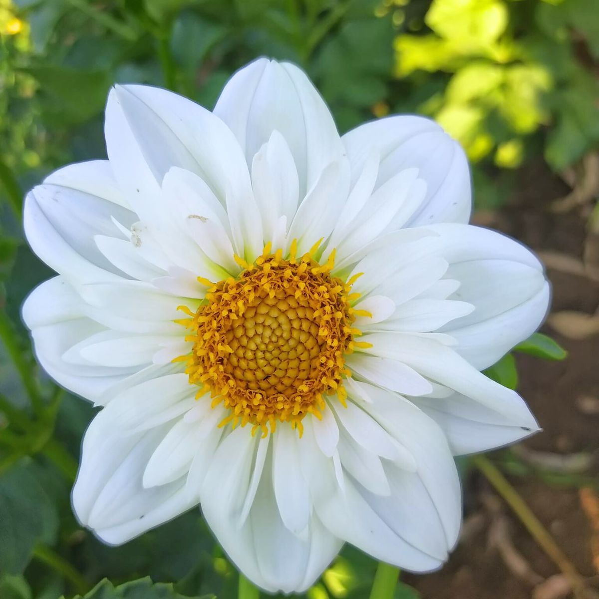 Dahlia Hillara Ice Seeds