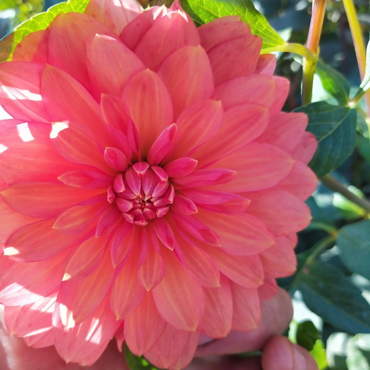 Dahlia Lady Ice Seeds