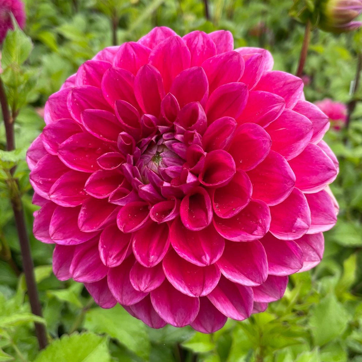 Dahlia Melancholy Seeds