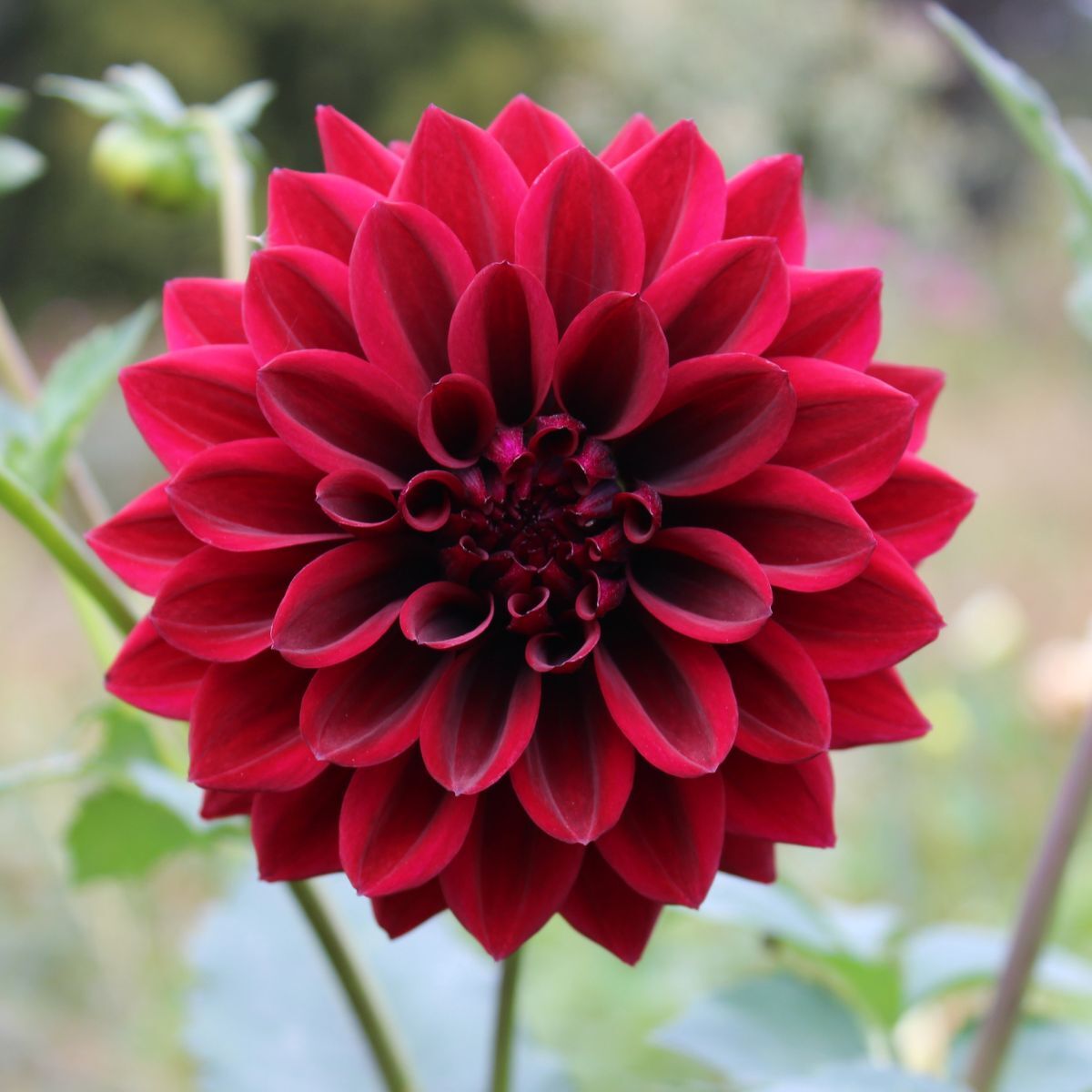 Dahlia Ned Kelly Seeds