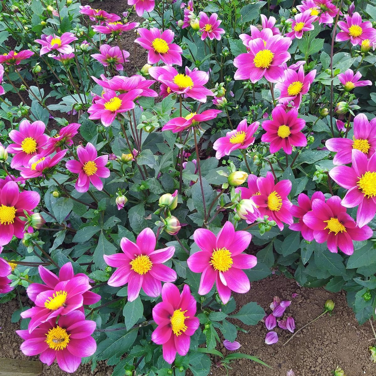 Dahlia Pink Mania Seeds