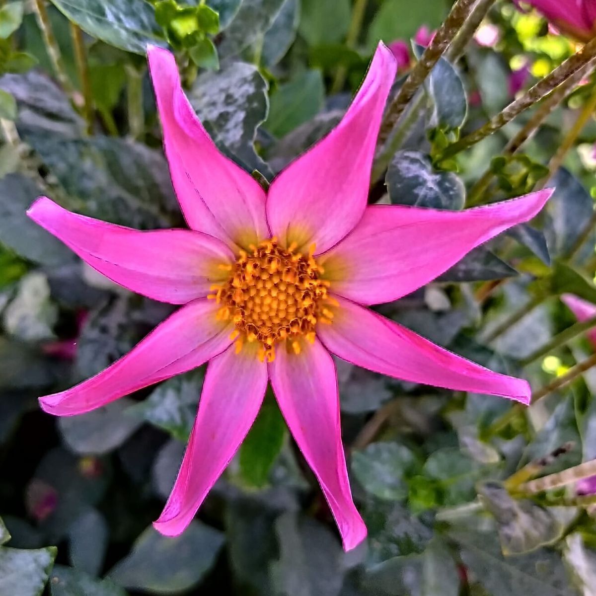 Dahlia Pink Starburst Seeds