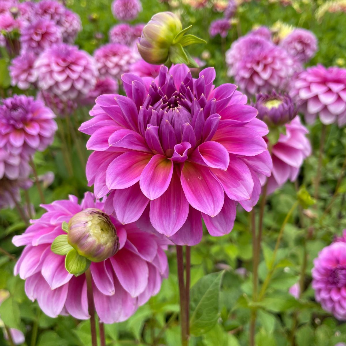 Dahlia Pink Wonder Seeds