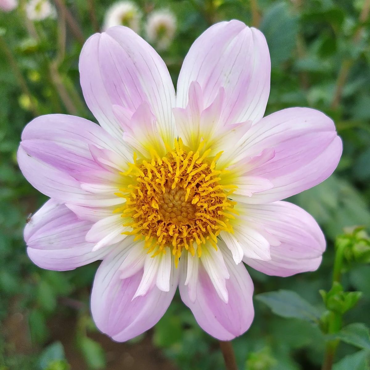 Dahlia Pinky O Seeds