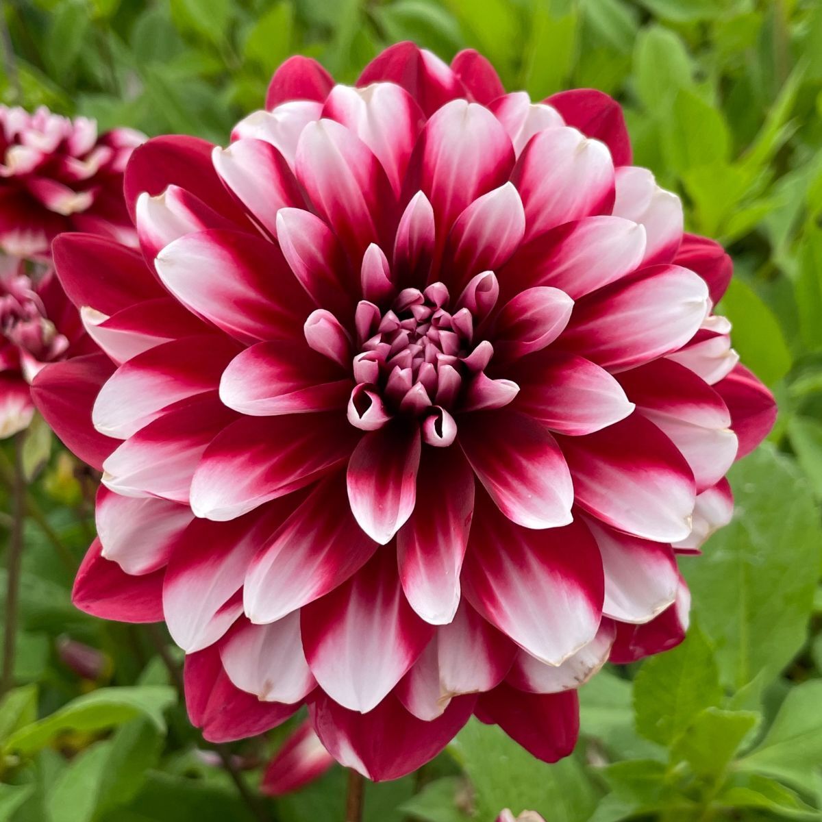 Dahlia Raspberry Cream Seeds