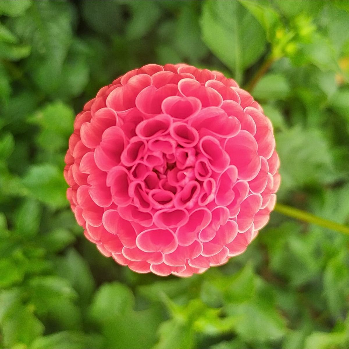 Dahlia Red Gem Seeds