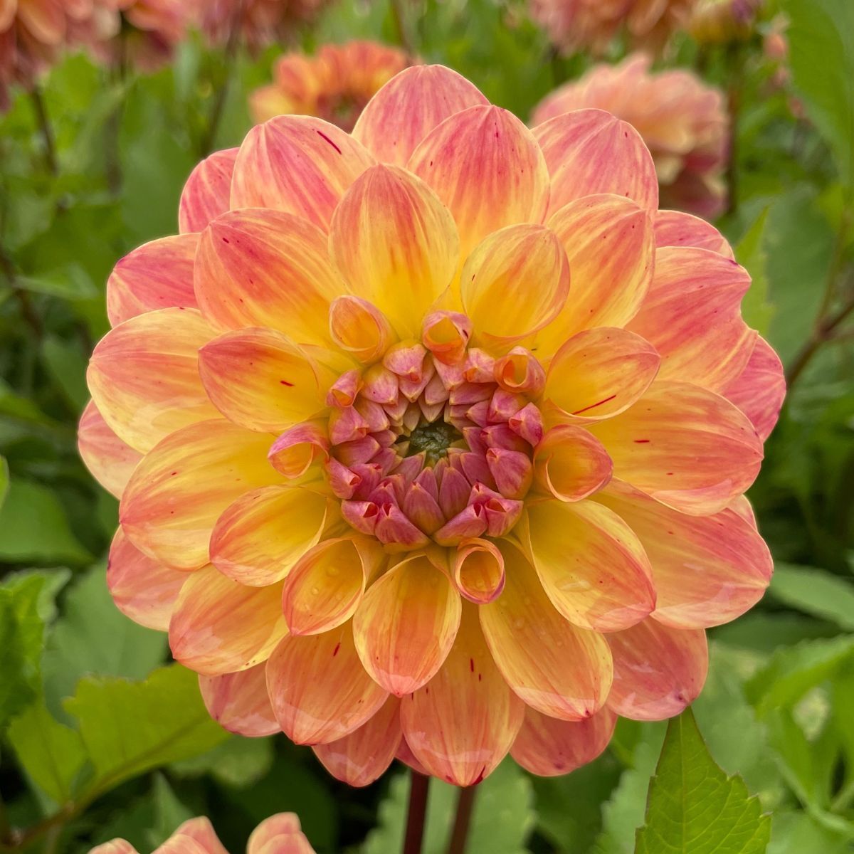 Dahlia The Mexican Seeds