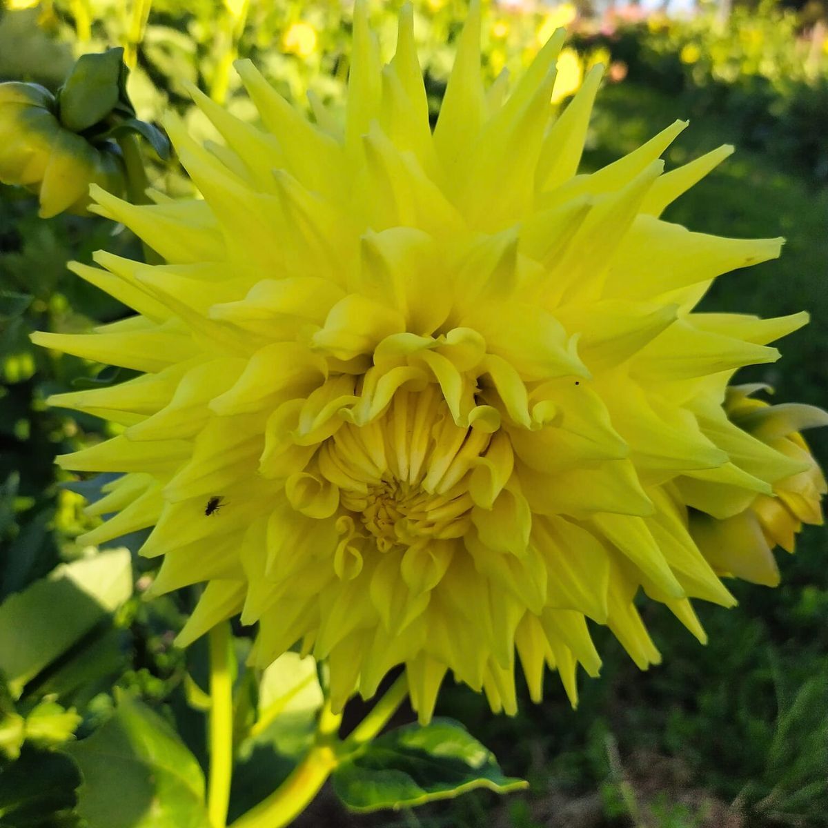 Dahlia Trooper Dan Seeds