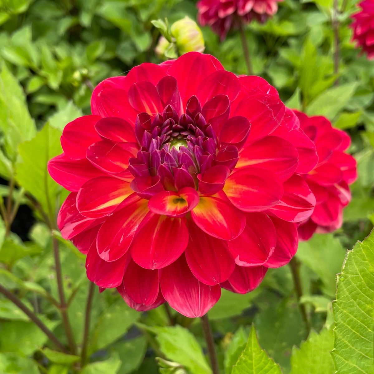 Dahlia Turkish Delight Seeds