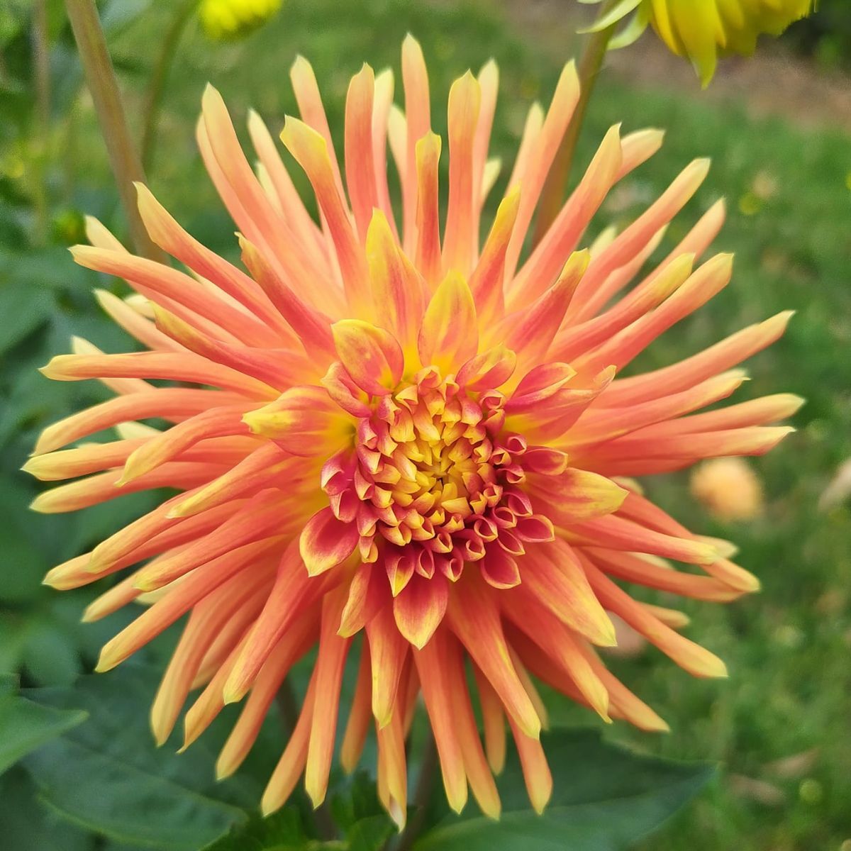 Dahlia Tuscany Seeds