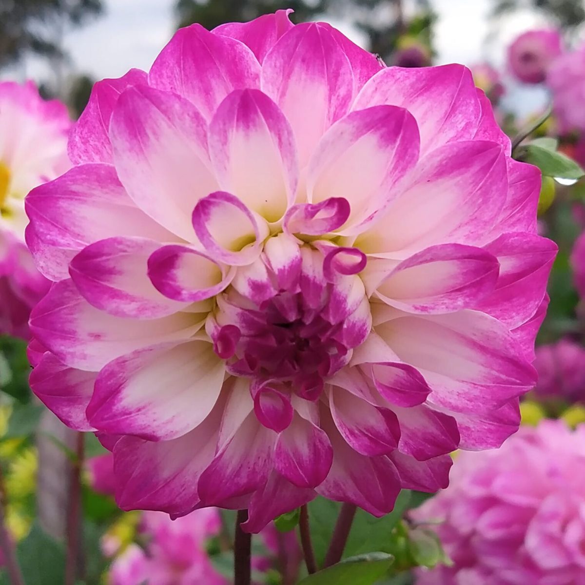 Dahlia Violet Seeds