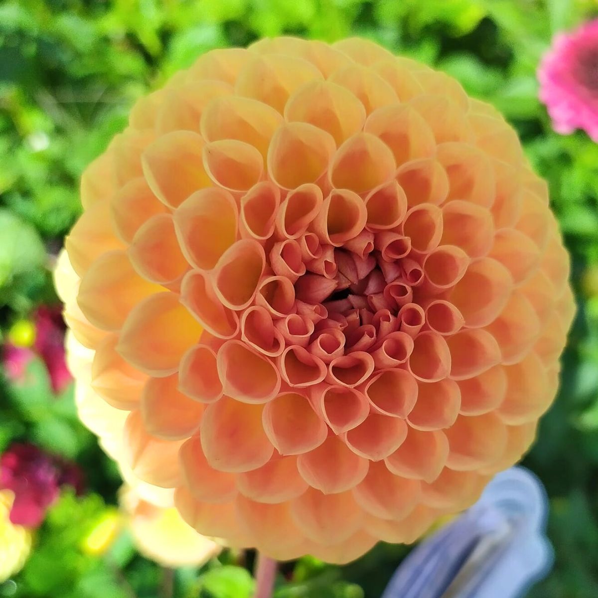 Dahlia Winkie Kestrel Seeds