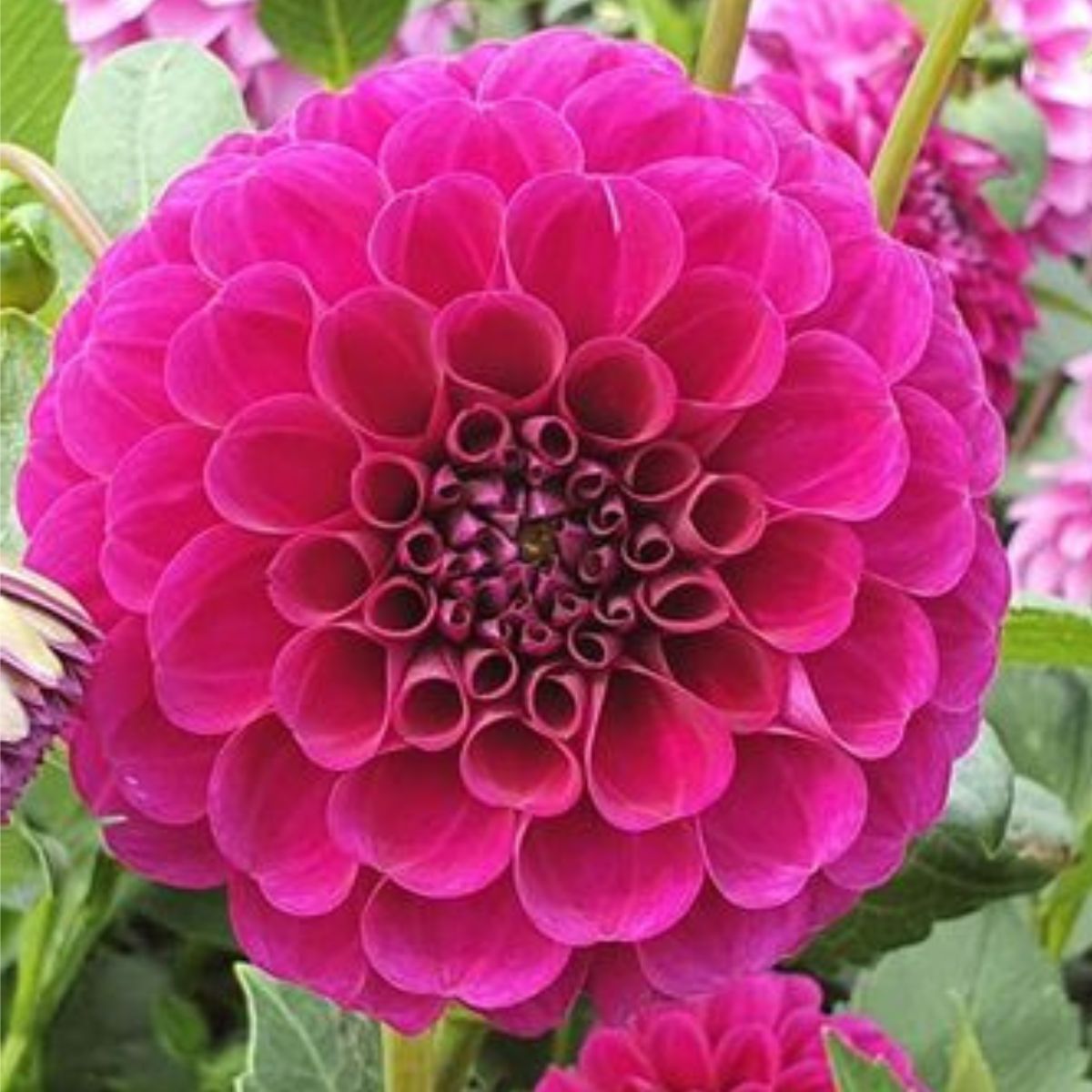 Dahlia Burgundy Bonanza Seeds