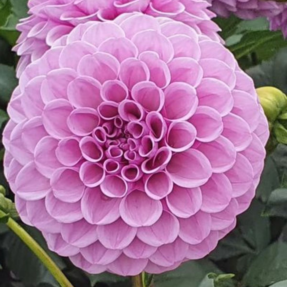 Dahlia Shirley Yeomans Seeds