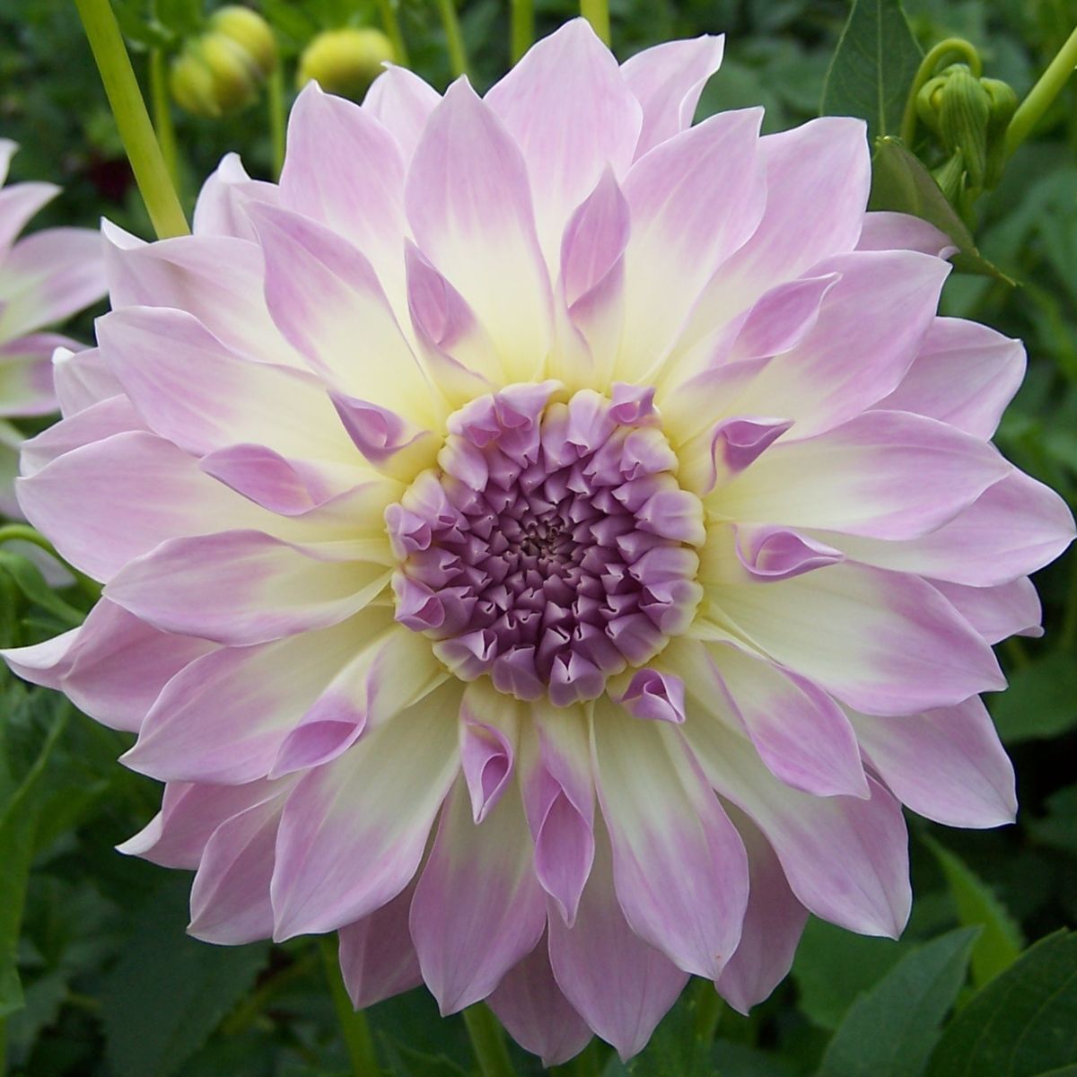 Dahlia Anne's Delight Seeds