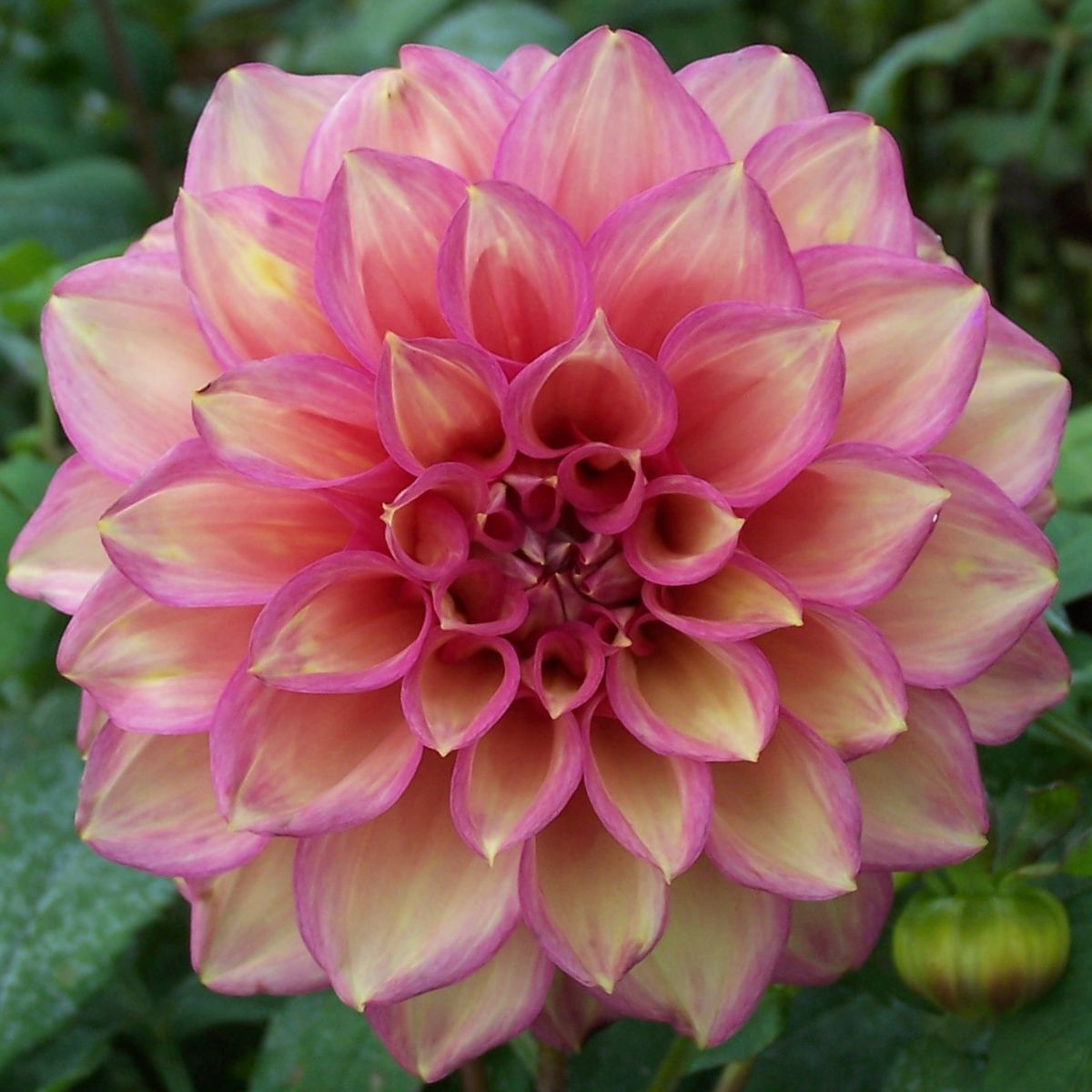 Dahlia Juliette Seeds