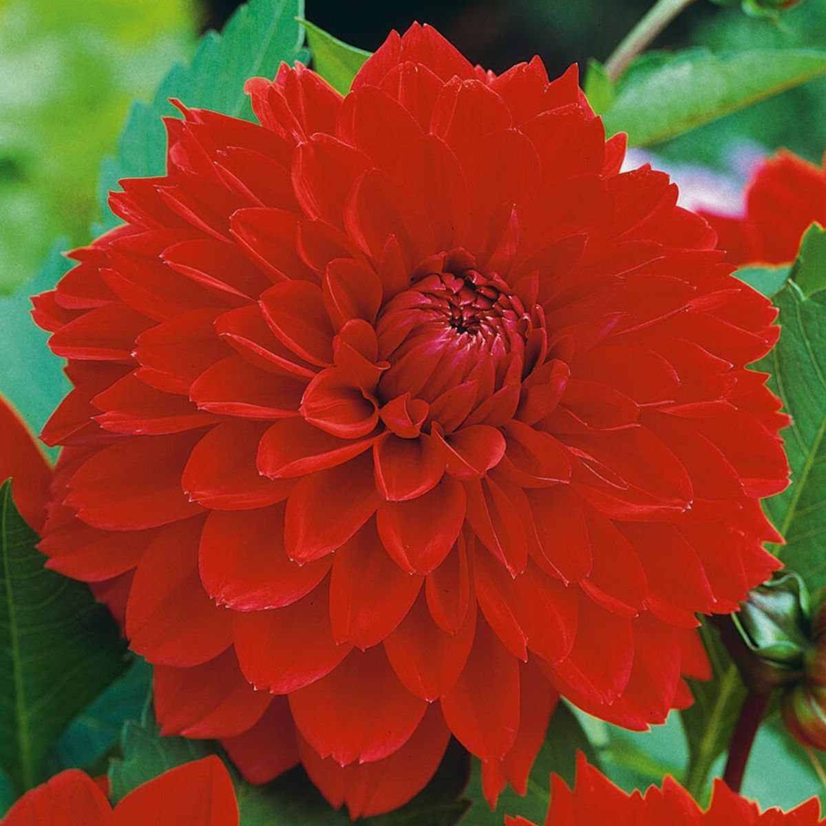 Dahlia Red Tiger Seeds