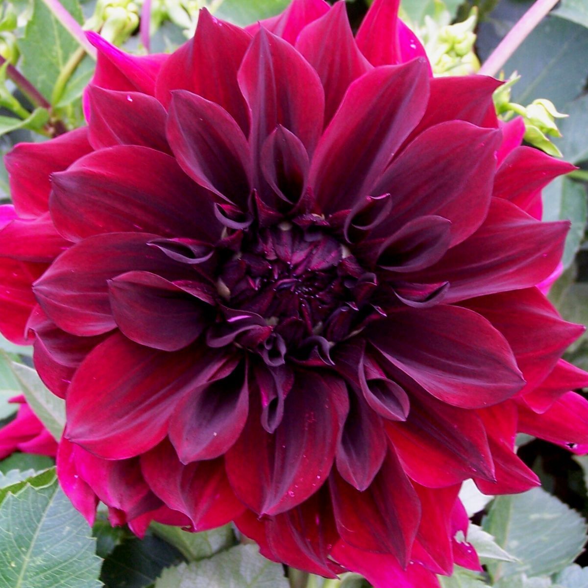 Dahlia Thelma Maude Seeds