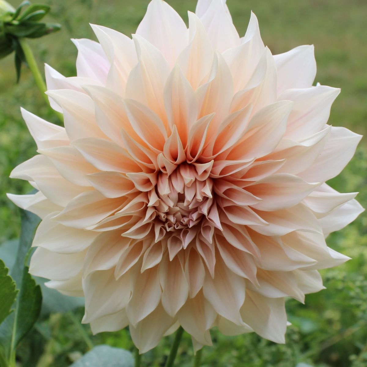 Dahlia Cafe au Lait Seeds