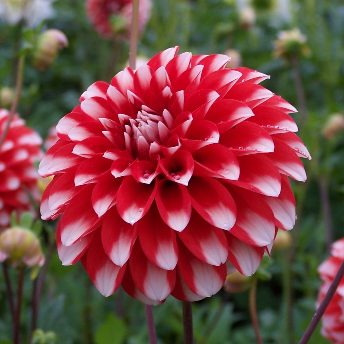 Dahlia Fire and Ice Seeds