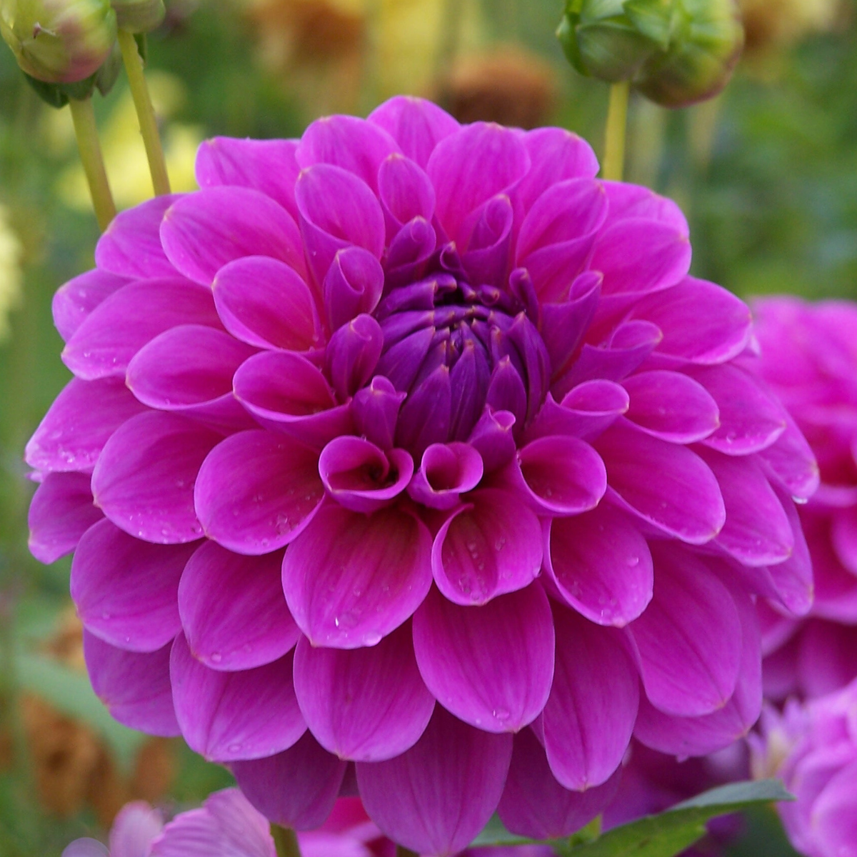 Dahlia Pink Show Seeds