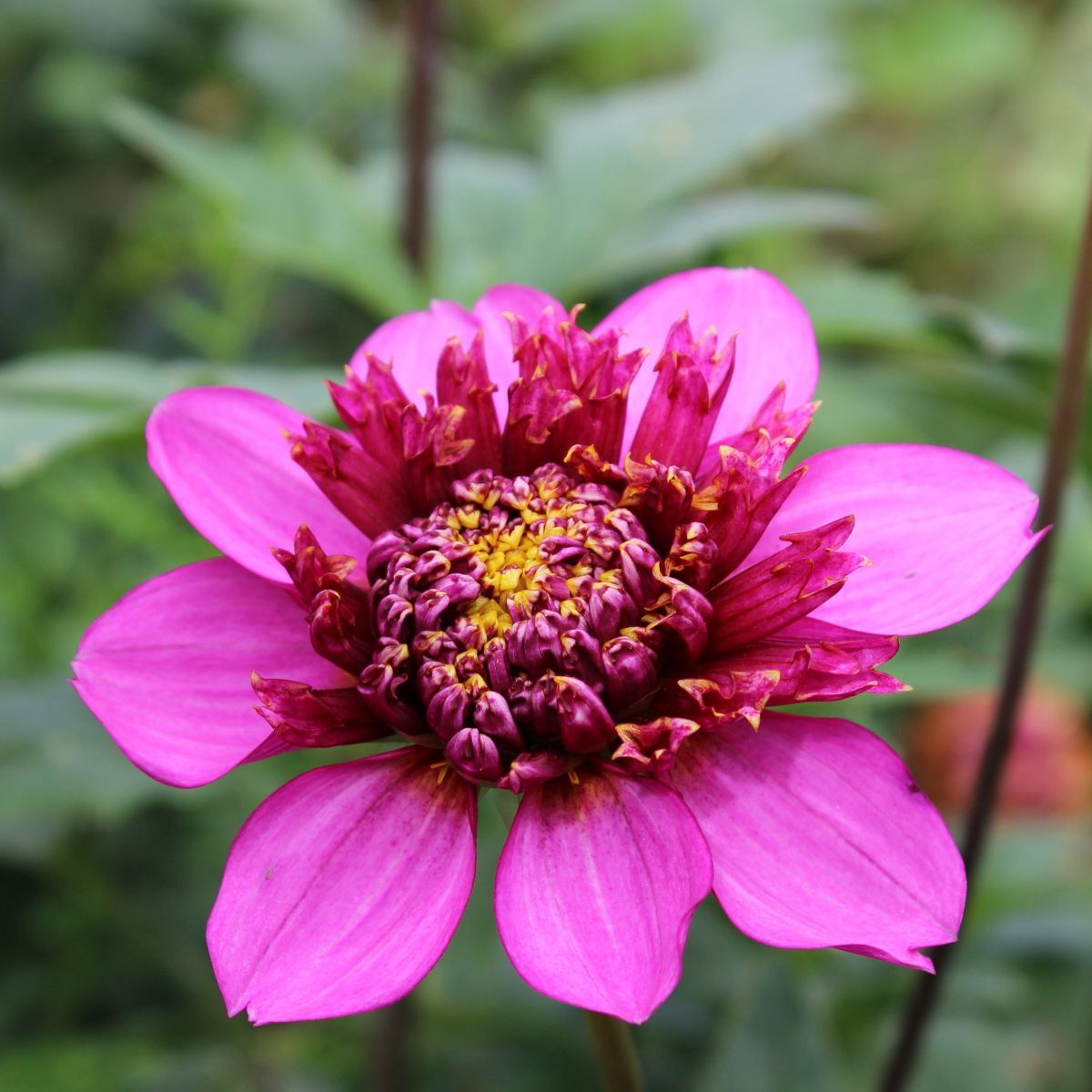 Dahlia Purex Seeds