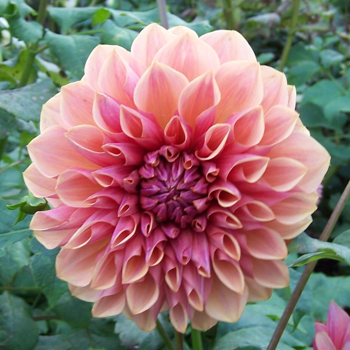 Dahlia Cyma Warrior Seeds