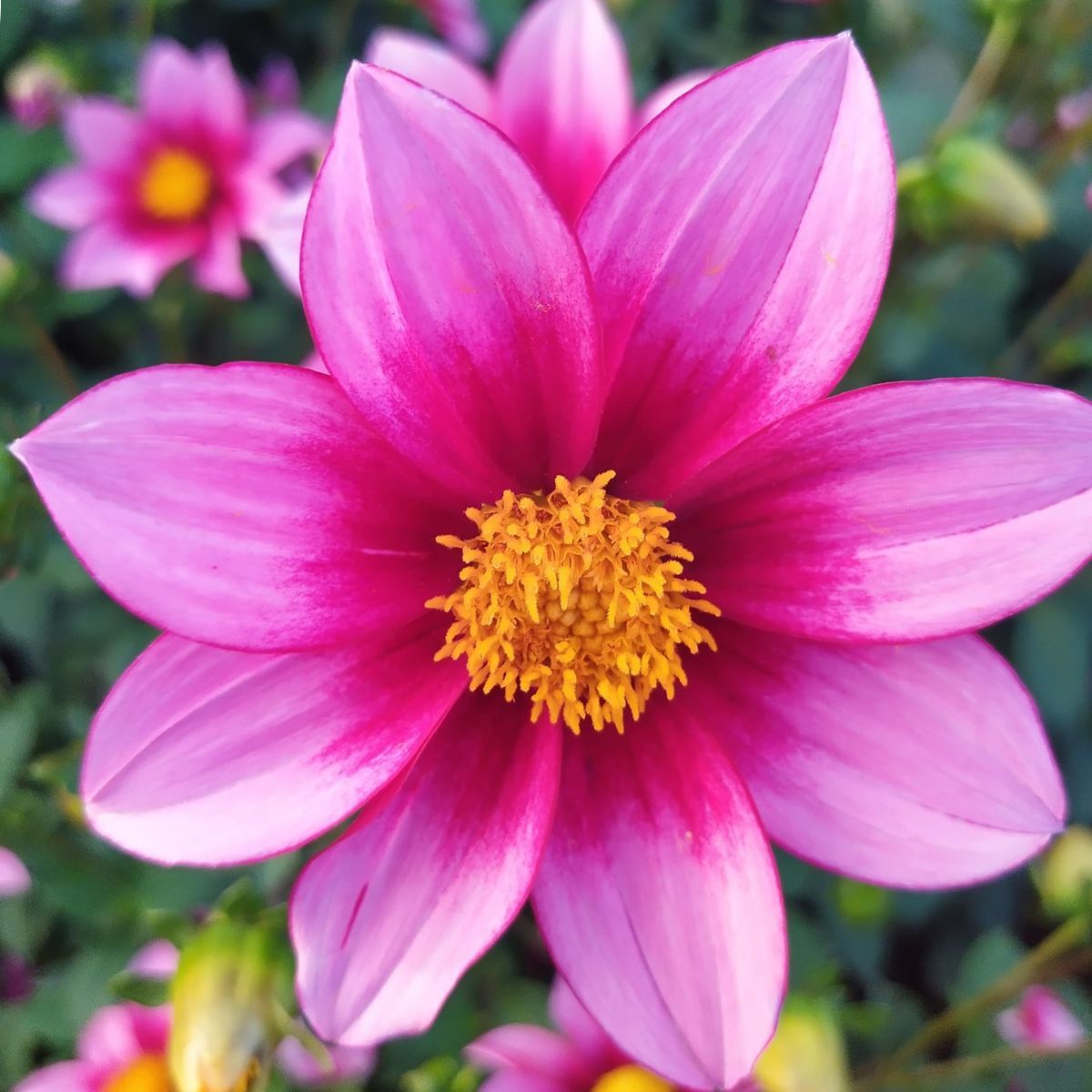 Dahlia Show Biz Seeds