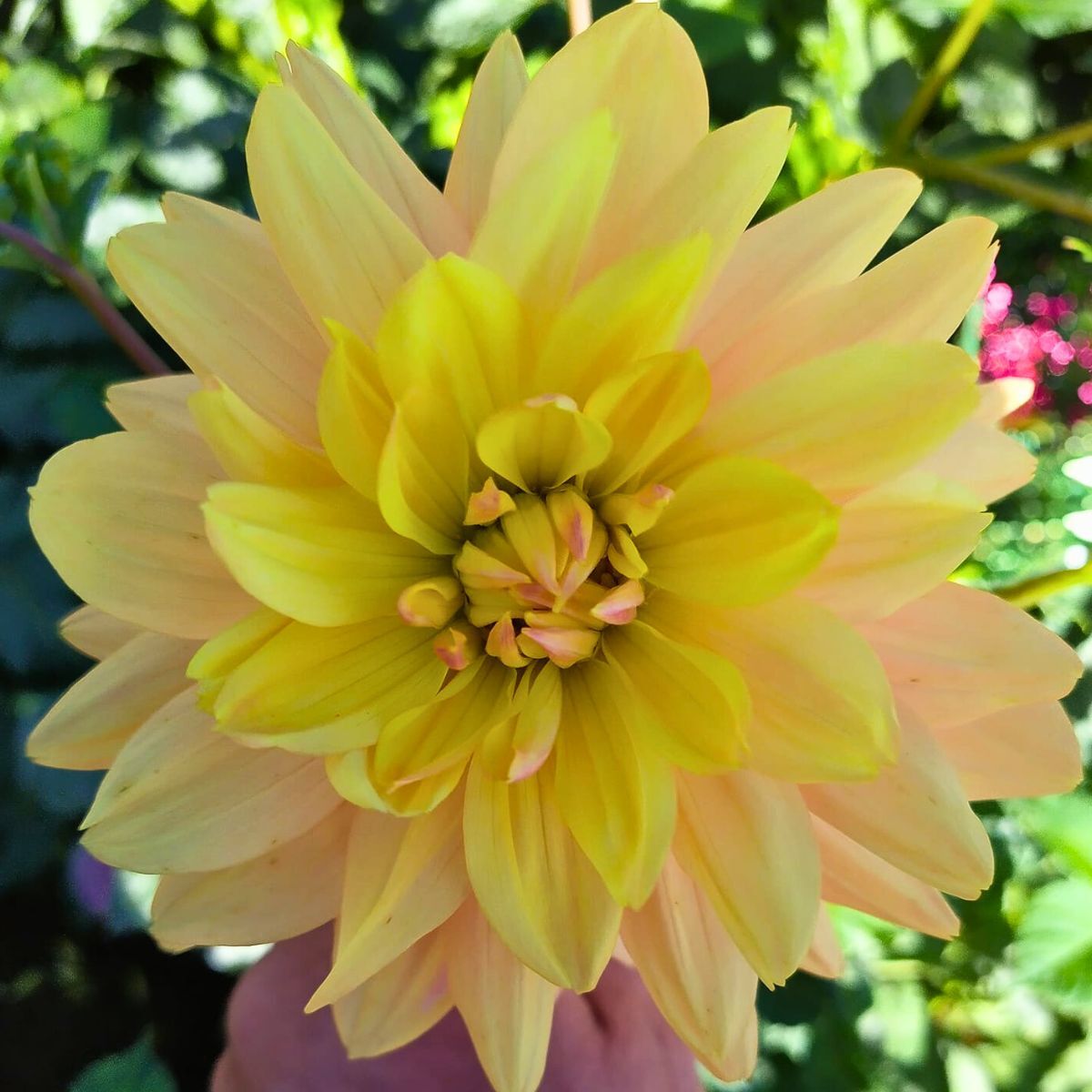 Dahlia Tequila Star Seeds