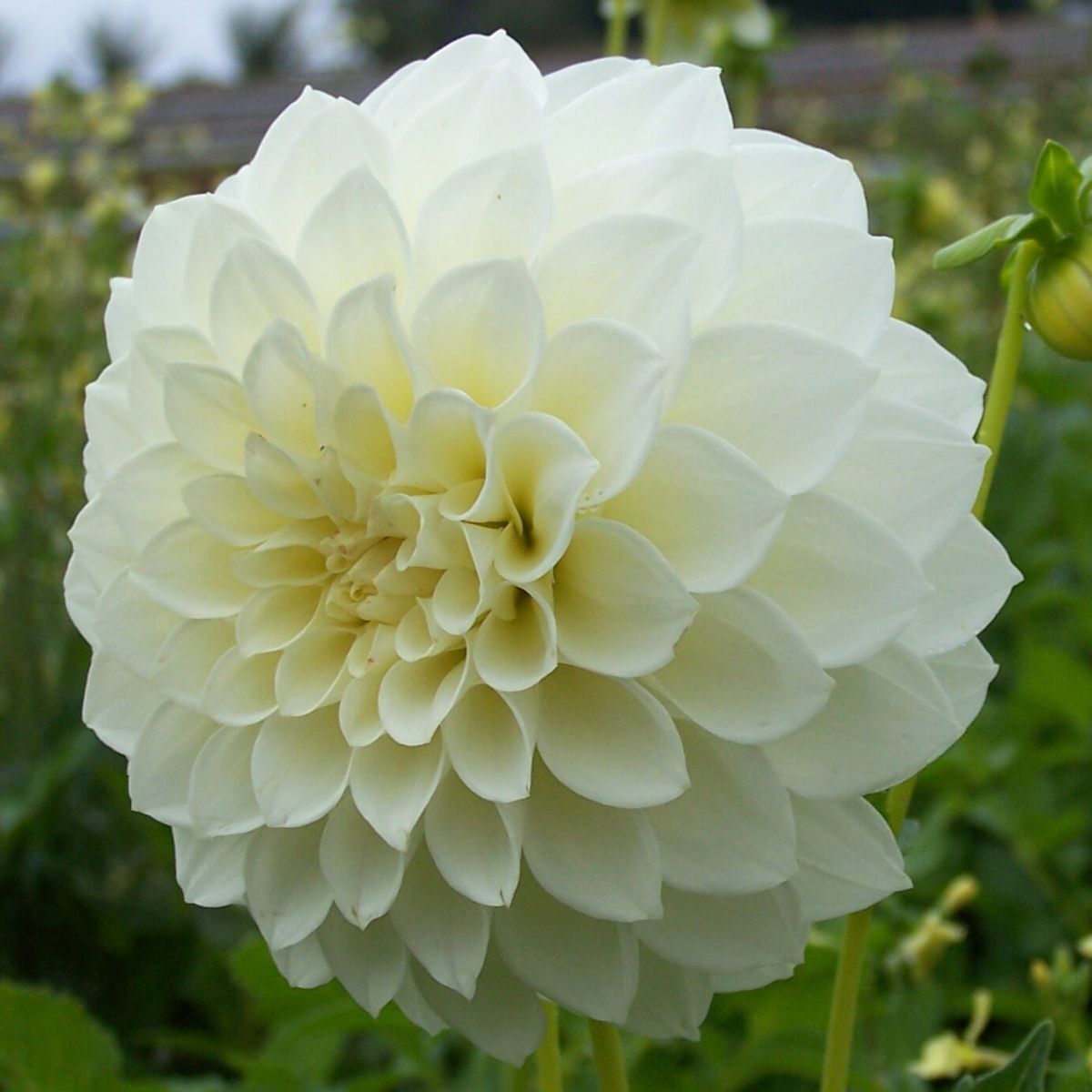 Dahlia Snowy Seeds