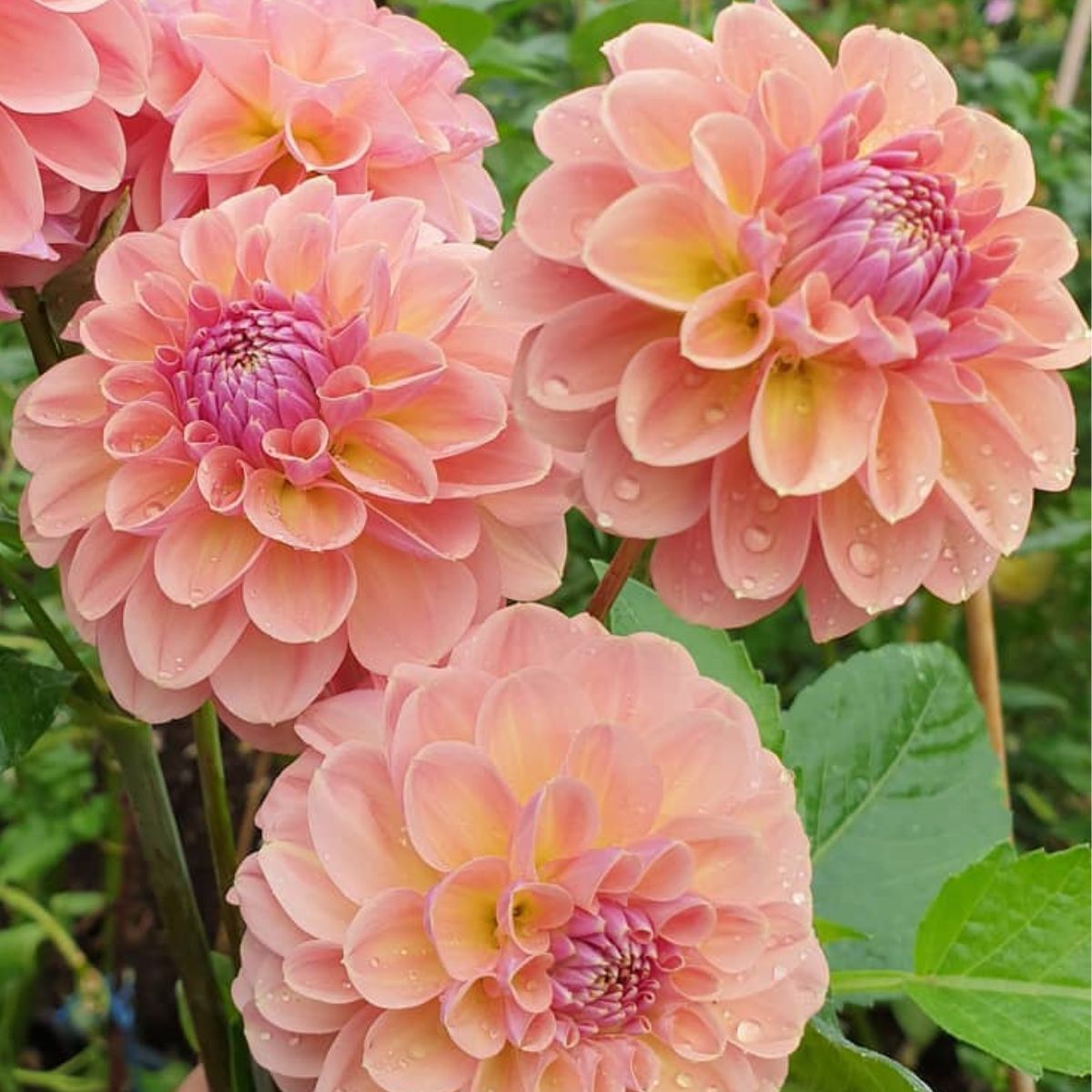 Dahlia Breannon Seeds