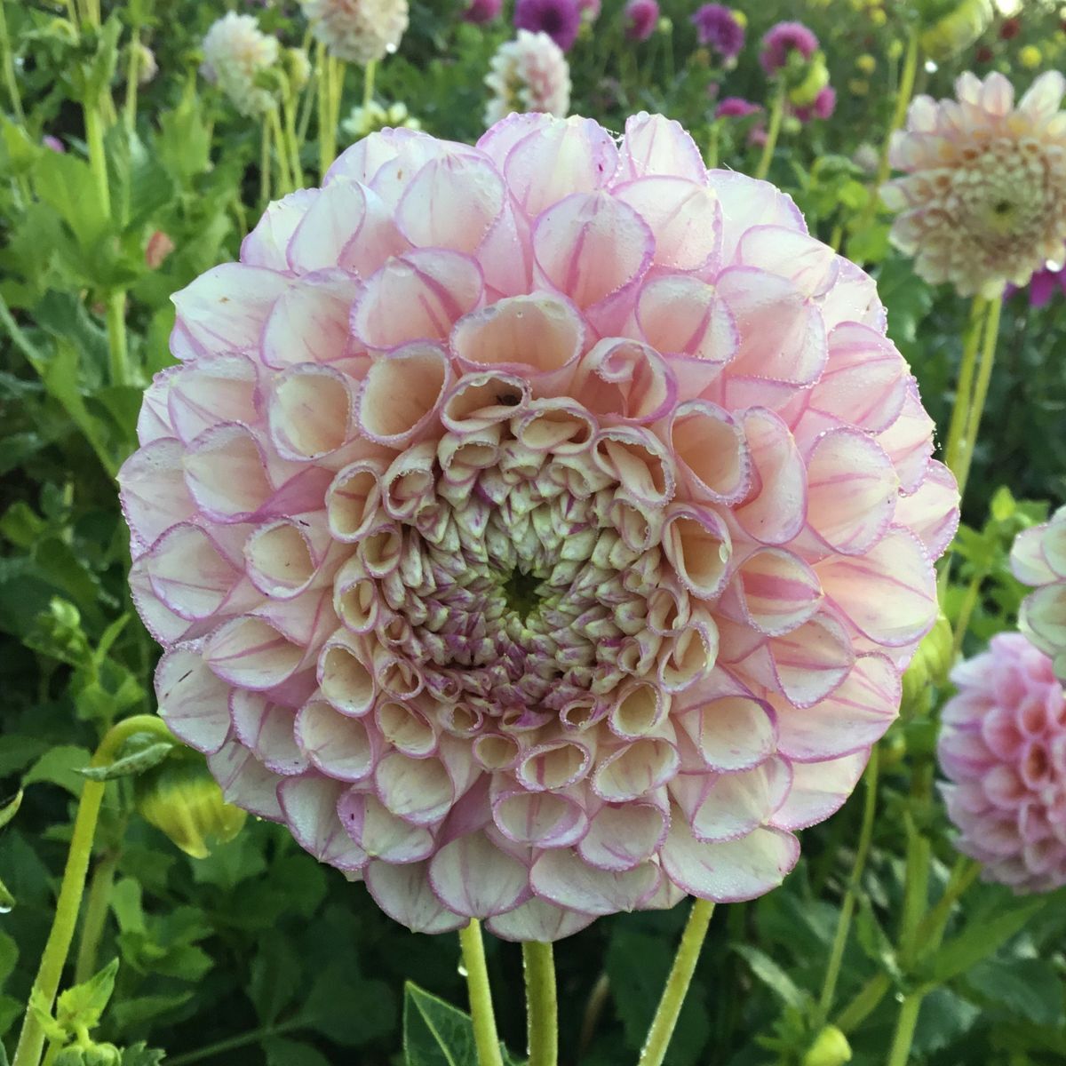 Dahlia Vintage Wine Seeds